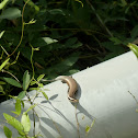 Skink