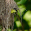 Common Tody