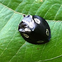Lady bug