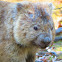 Common Wombat