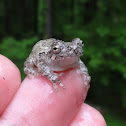 Cope's Gray Treefrog