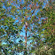 Pacific Madrone