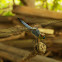 Blue Dragonfly