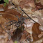 Rainforest Wolf spider