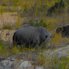 White Rhinoceros