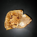 Amanita