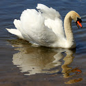 Mute Swan