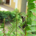 Bush Hopper