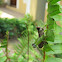 Bush Hopper