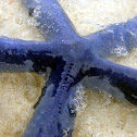 Blue starfish