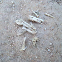 pellet