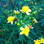 St. John's wort