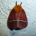 Moth