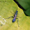 Sphecid wasp