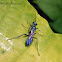 Sphecid wasp