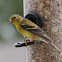 American Goldfinch