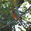 American Robin