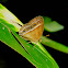 bush brown butterfly