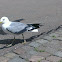 Seagull