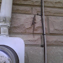Broadhead Skinks
