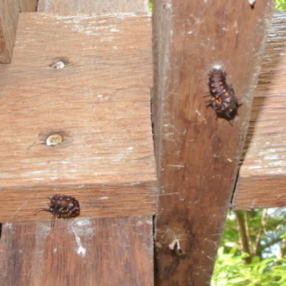 Spotting Image 1