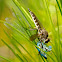 Robberfly attack