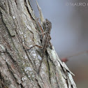 Brown Anole