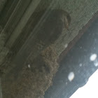 Common House Martin (w Kids)