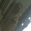 Common House Martin (w Kids)