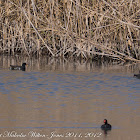 Moorhen; Polla de Agua