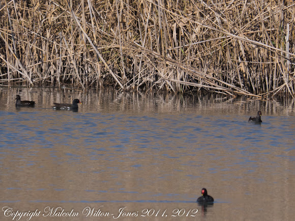 Spotting Image 1