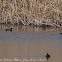 Moorhen; Polla de Agua