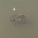 Italian pond turtle - tartaruga comune