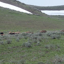 Bison