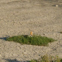 American Avocet