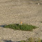 American Avocet