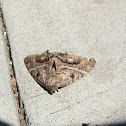 Snout moth