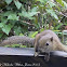 Black-banded Squirrel