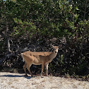 Key Deer