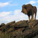 African lion