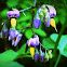 Bittersweet Nightshade
