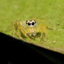 Two-Striped Jumper (Female)