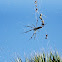 Golden silk orb-weaver - Banana spider