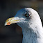 European Herring Gull