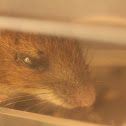 House Mouse