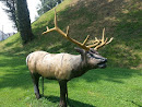 Grave Creek Mound Elk