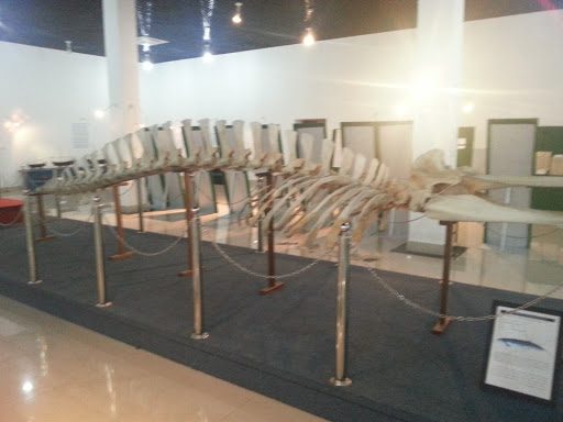 Skeleton of an Endangered Whale 