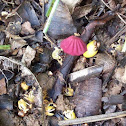 Purple Pinwheel Mushroom