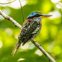 Wild Birds of the Philippines