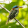 Wild Birds of the Philippines